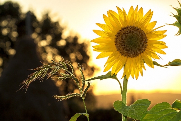 Sonnenblume: Symbol fÃ¼r den Sommer